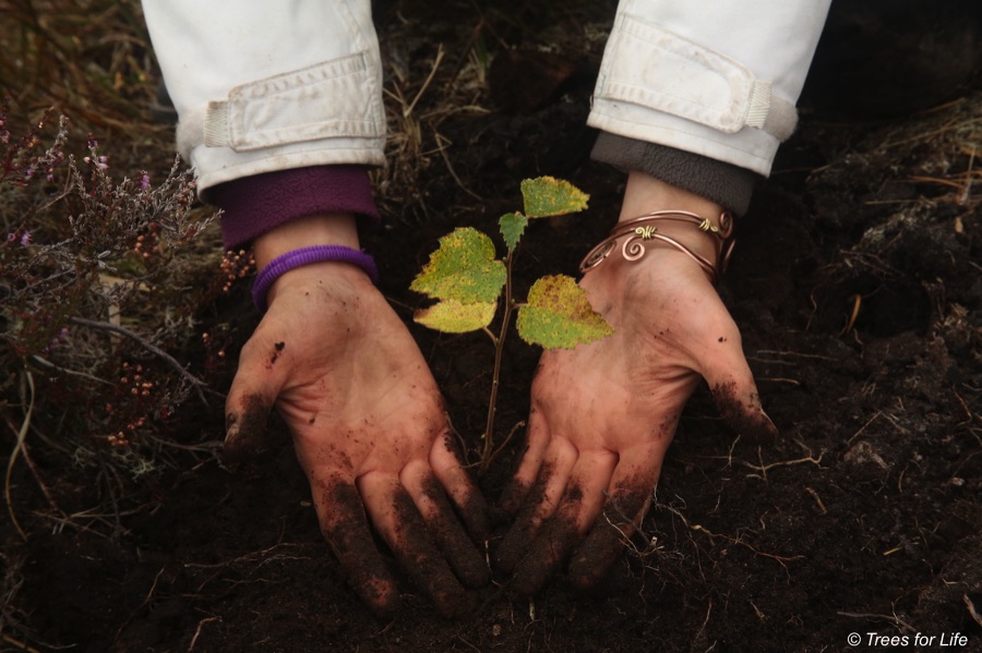 Hands cradling a newly planted tree